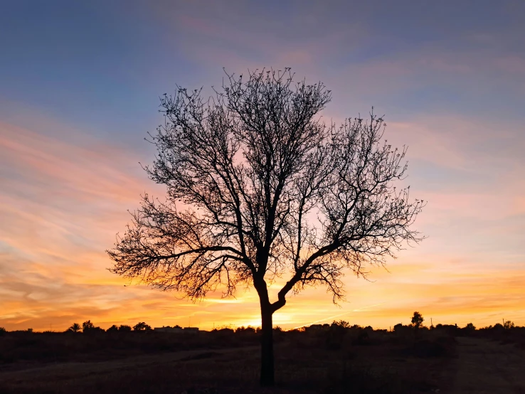 a lone tree standing in front of a pink, blue and orange sky