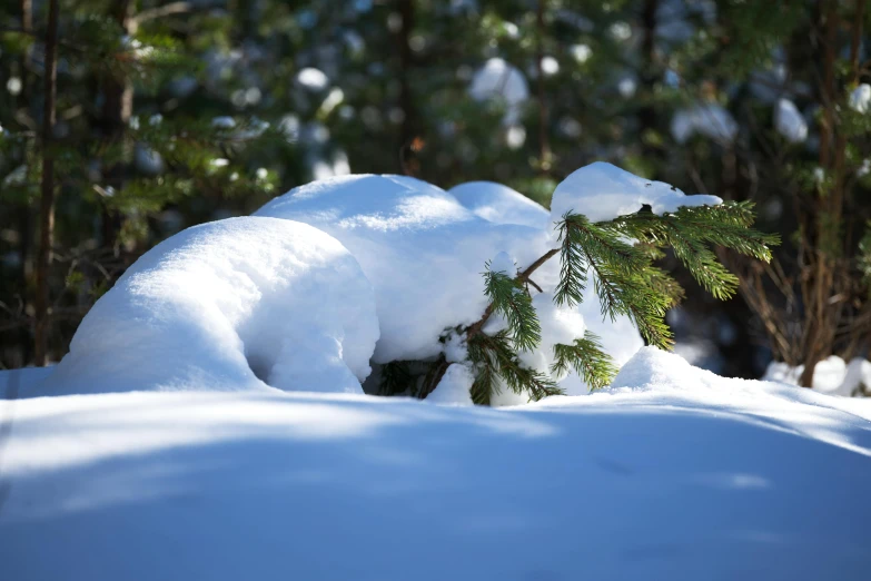 the nches of trees are covered in snow