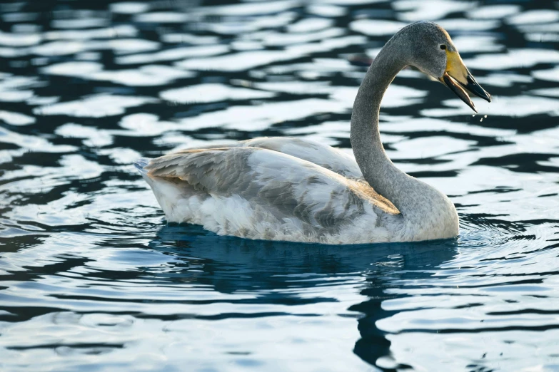 two swans swimming on top of a lake