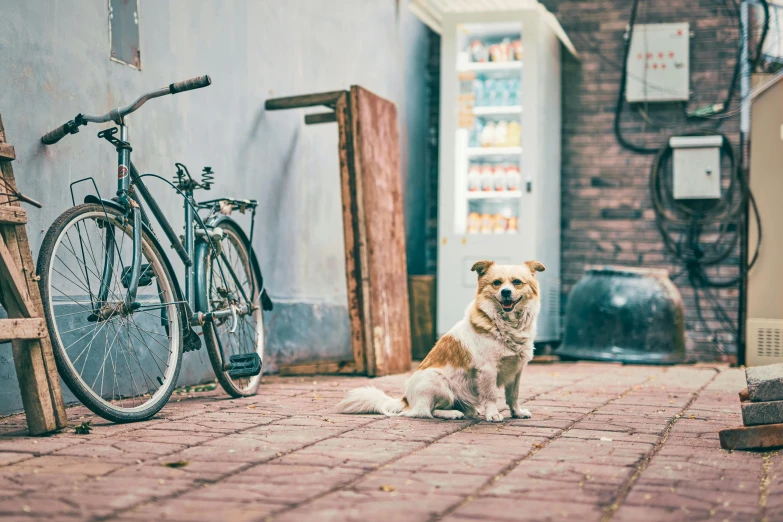 a brown and white dog sitting in front of a store