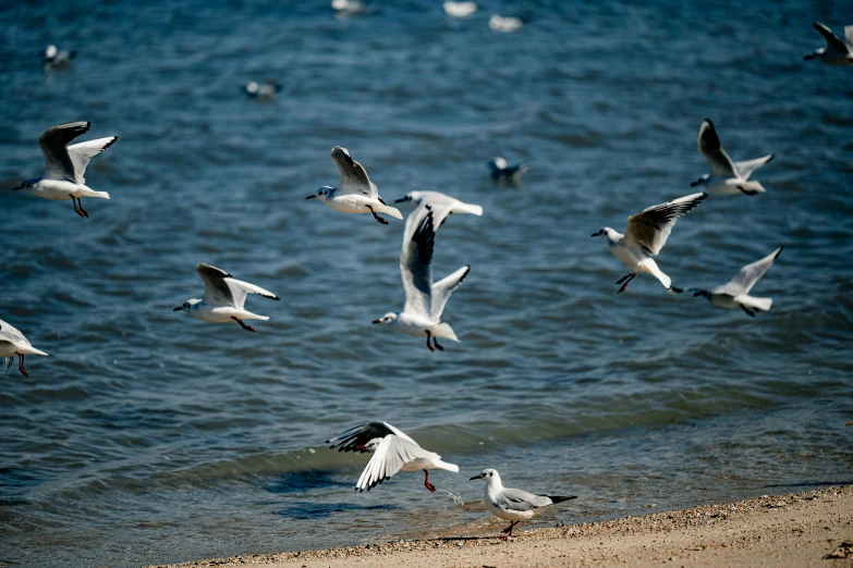 several seagulls flying over the water at a beach