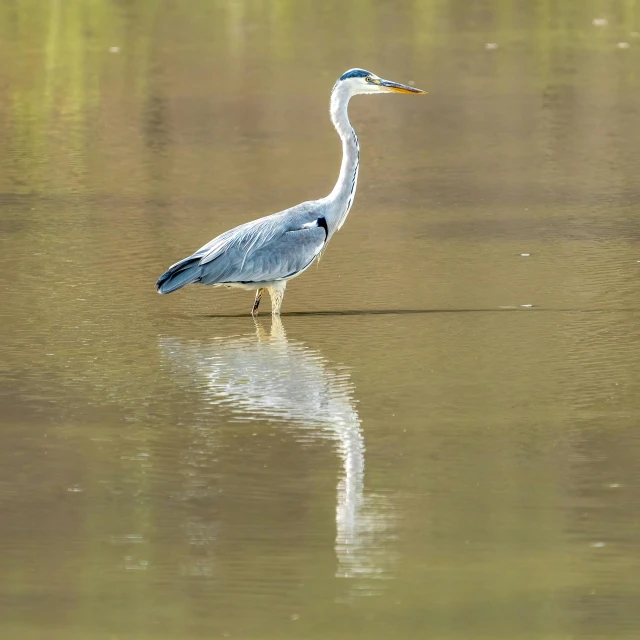blue heron standing in shallow water on lake