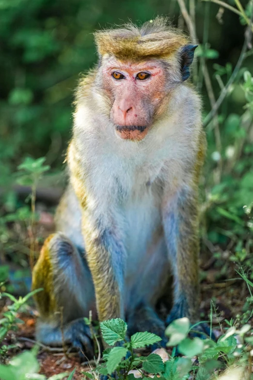 a very cute little monkey sitting in the middle of some plants