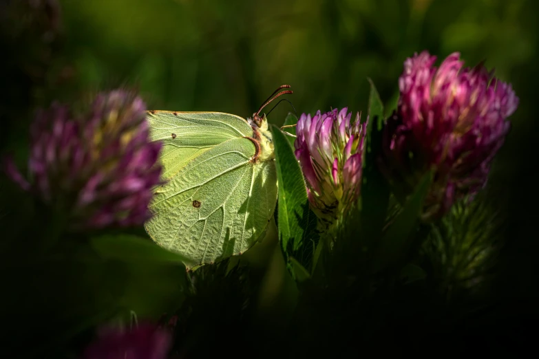 a green insect sitting on top of purple flowers