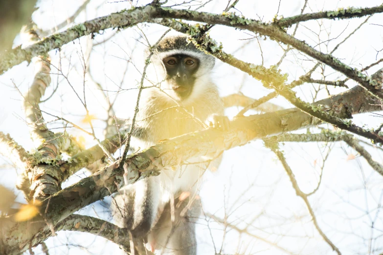 the monkey is looking out from the tree