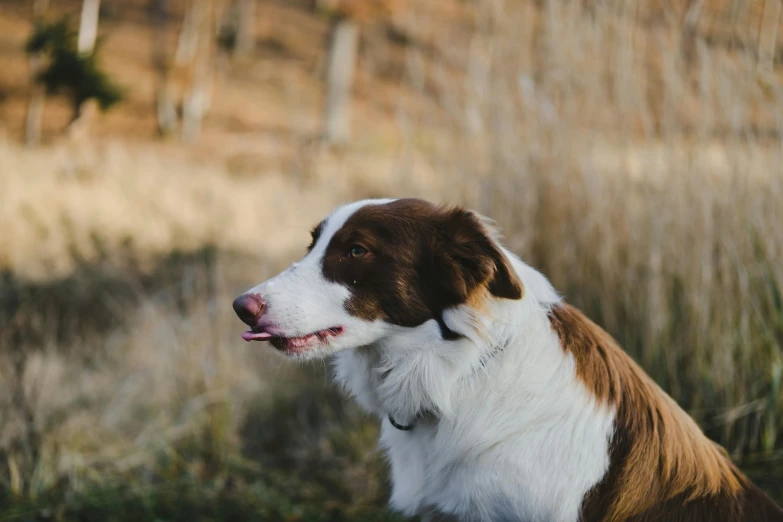 a dog sitting in a grassy field with a red nose