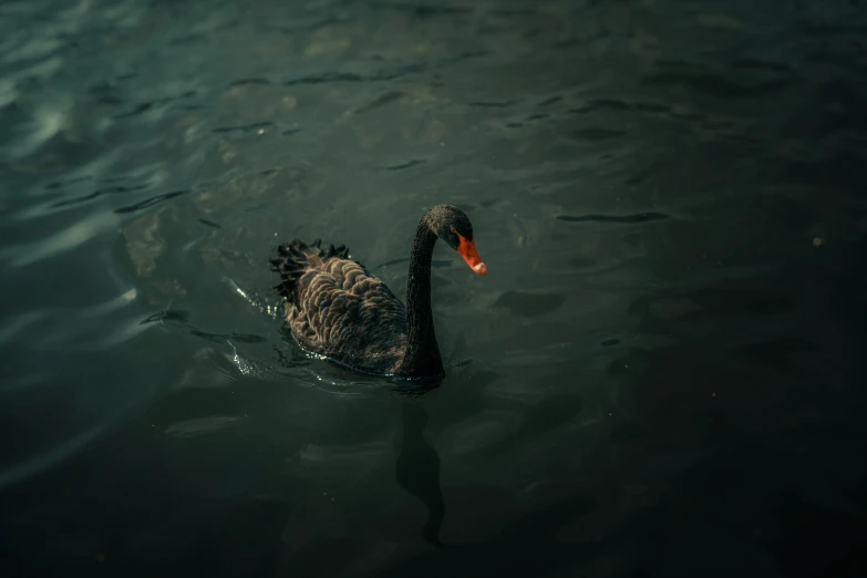 a black swan floating in the middle of a lake