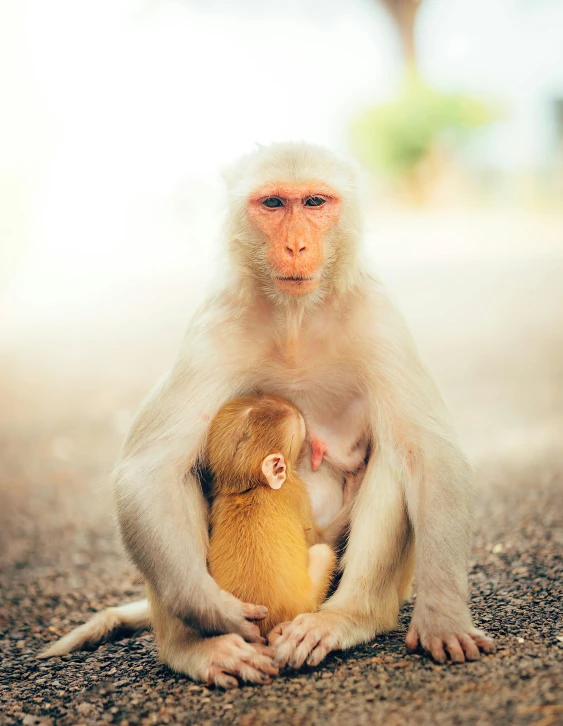 a monkey holds its baby while a monkey looks at them
