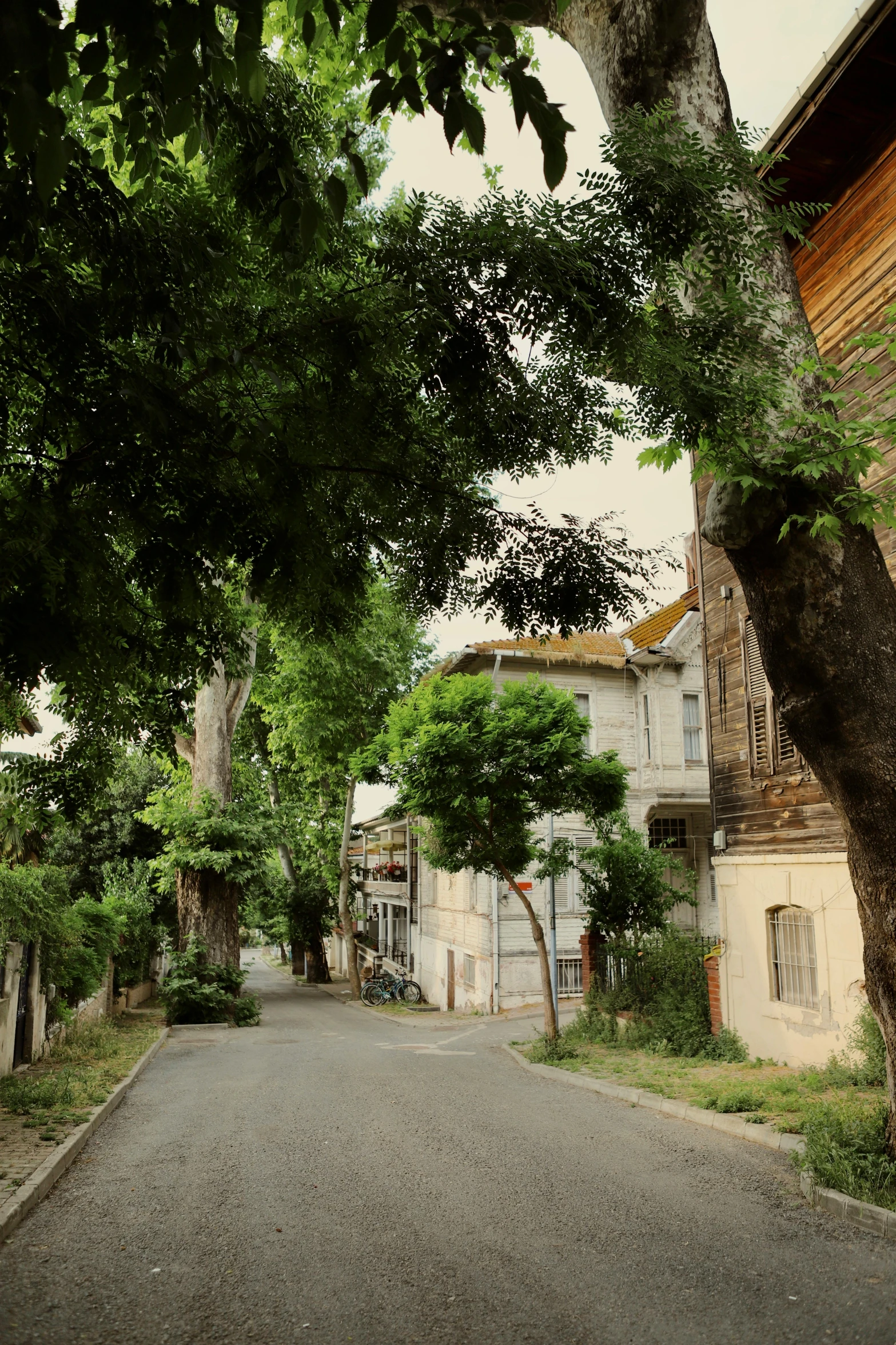 a street lined with trees and brick buildings