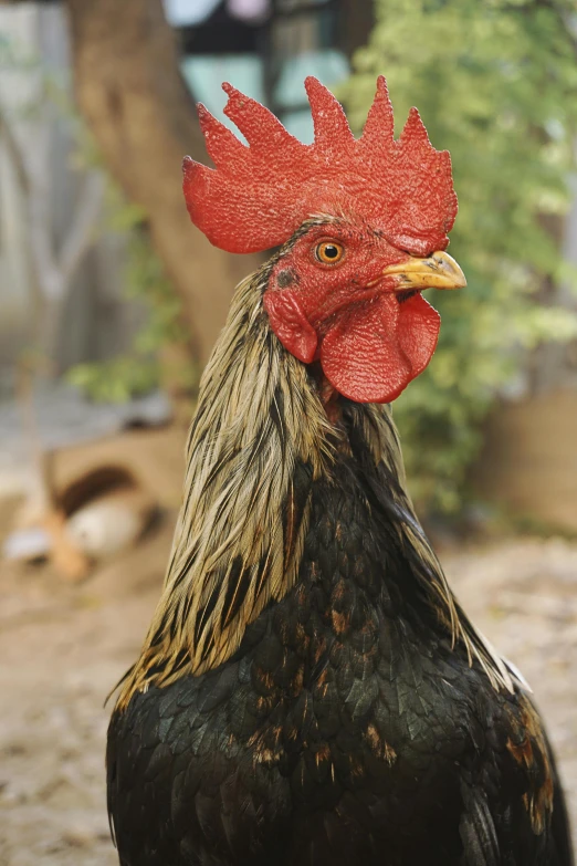 a black chicken with red comb and yellow crest