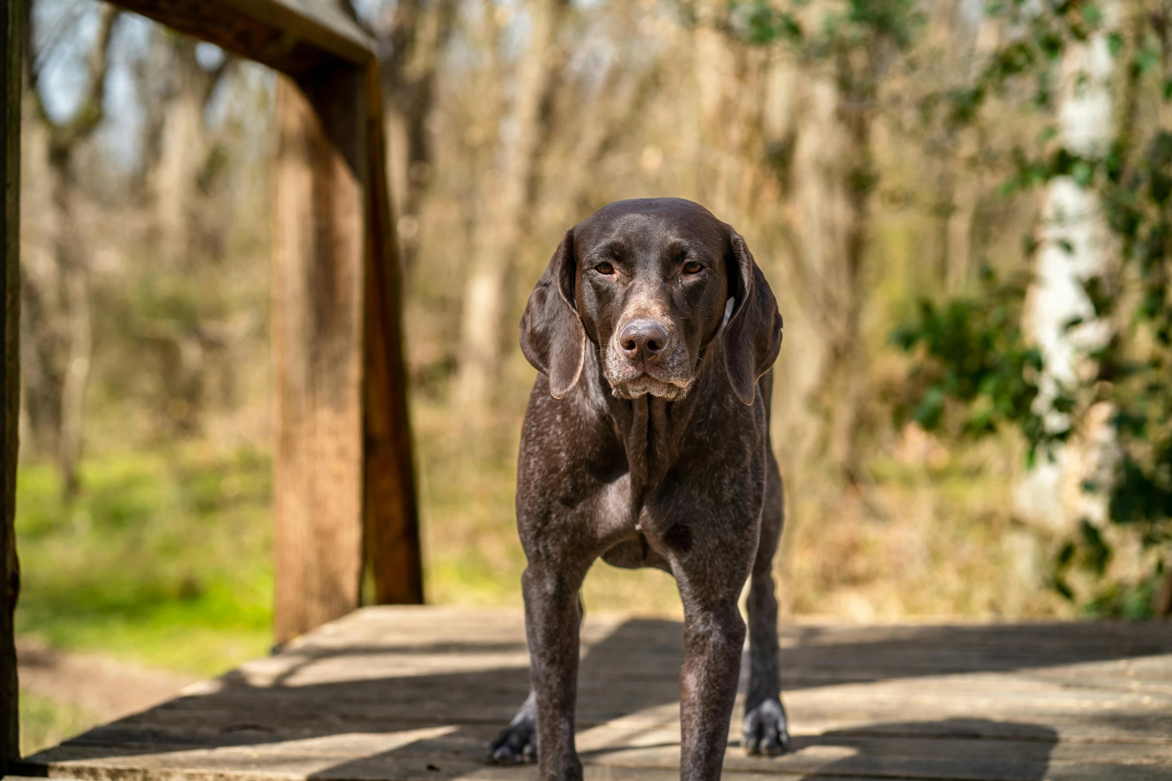 a dog standing on concrete in front of trees