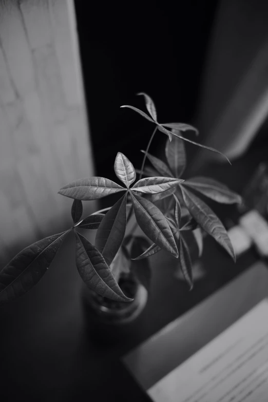 black and white pograph of leaves in a small vase