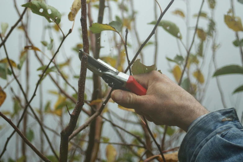 a man uses a tool to trim the nches of a tree