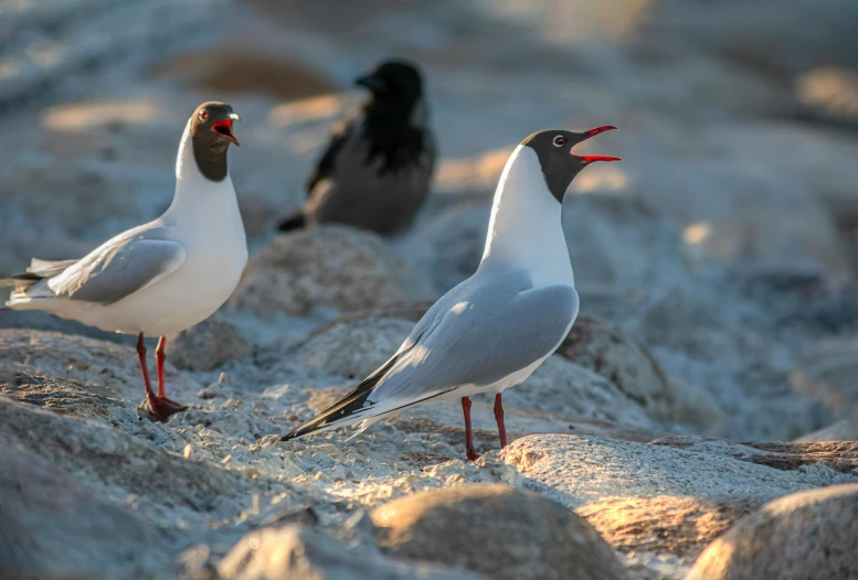 there are two birds standing on some rocks