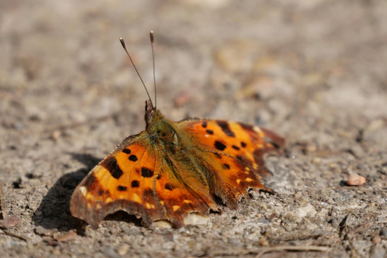 a large erfly with brown markings sitting on top of cement