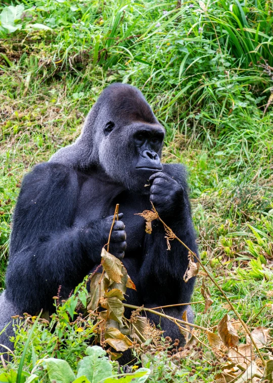 a gorilla with a long tail standing on the ground with plants in its mouth