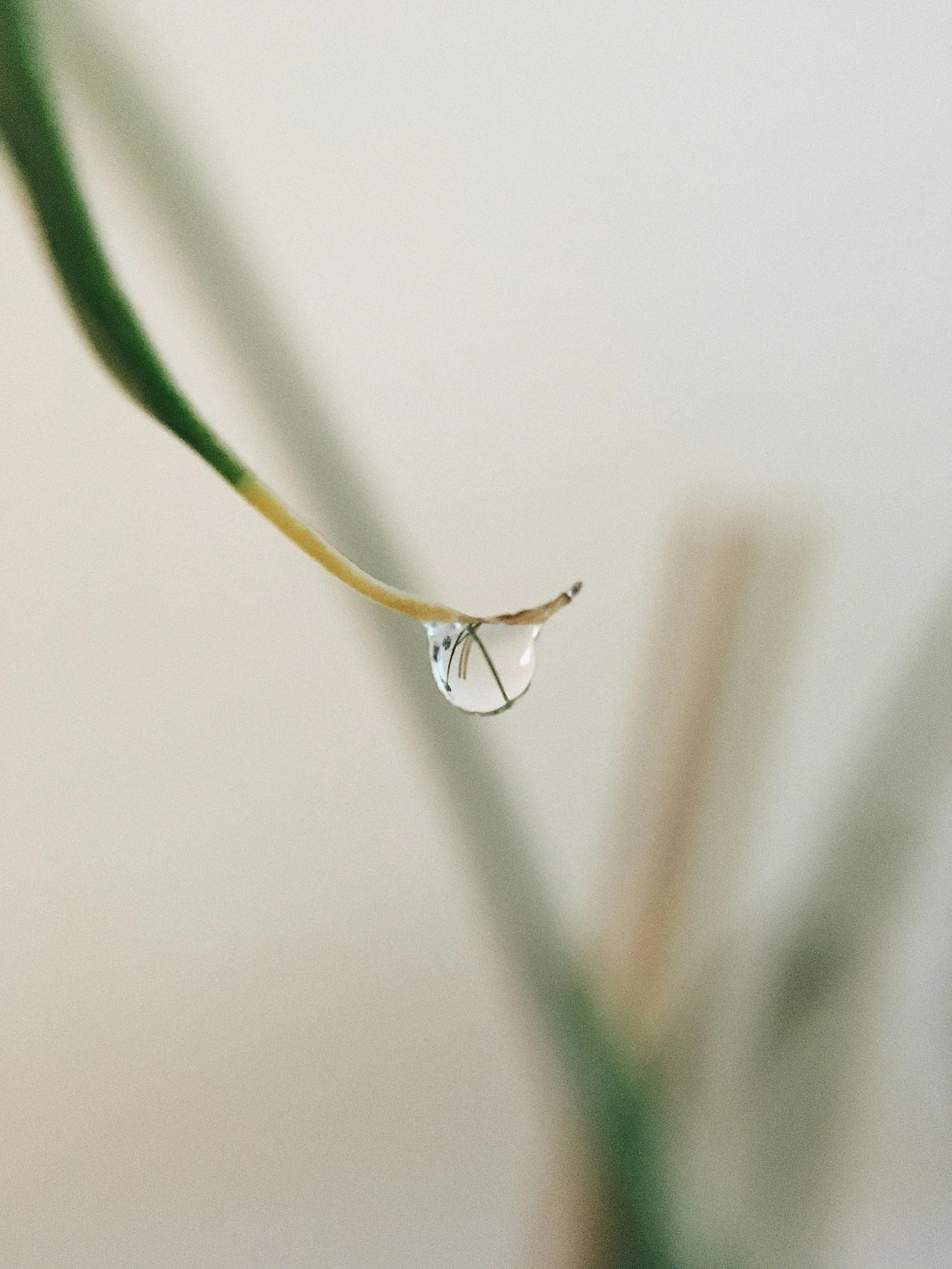 a water drop on a large green leaf