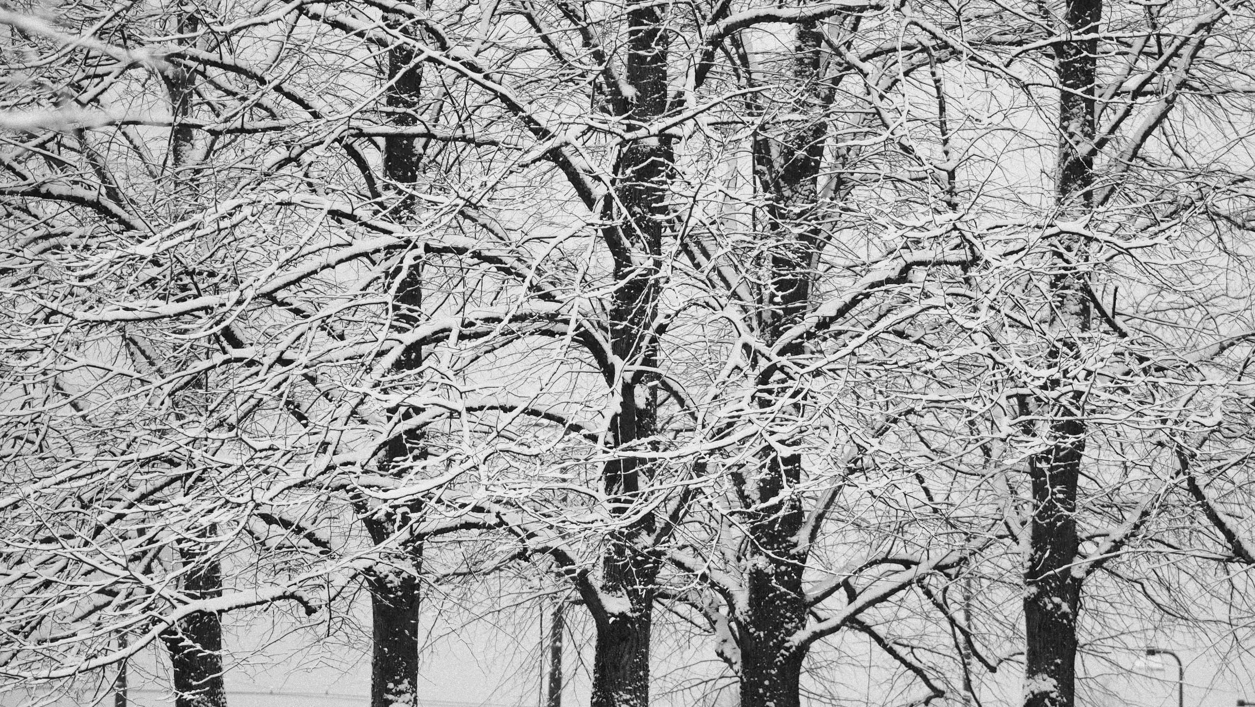 a black and white po of snow covered trees