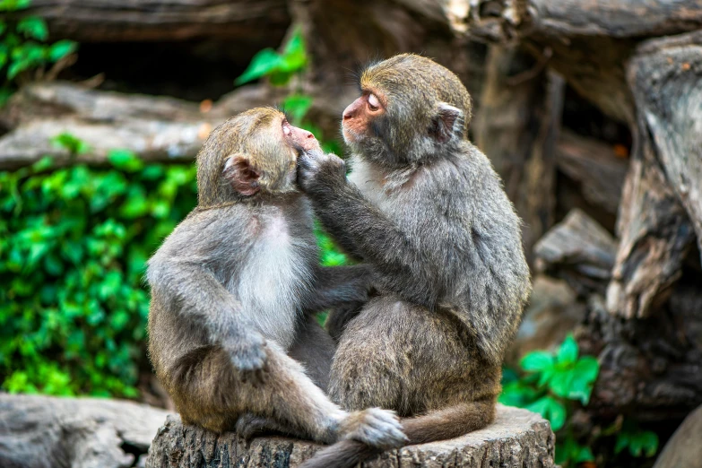 two monkeys play with each other on the tree stump