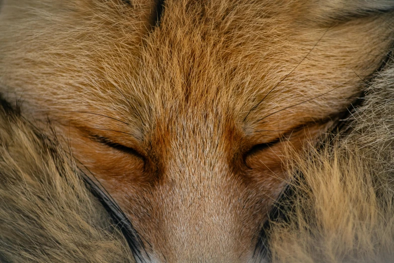 close up of face of sleeping wolf with closed eyes