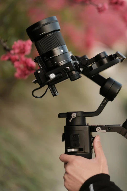 person holding up camera with red flowering tree