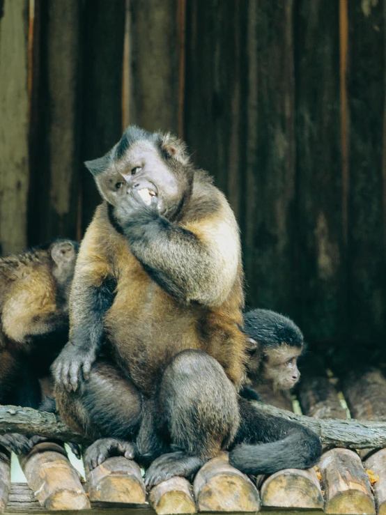 a baby monkey and its mother are on logs