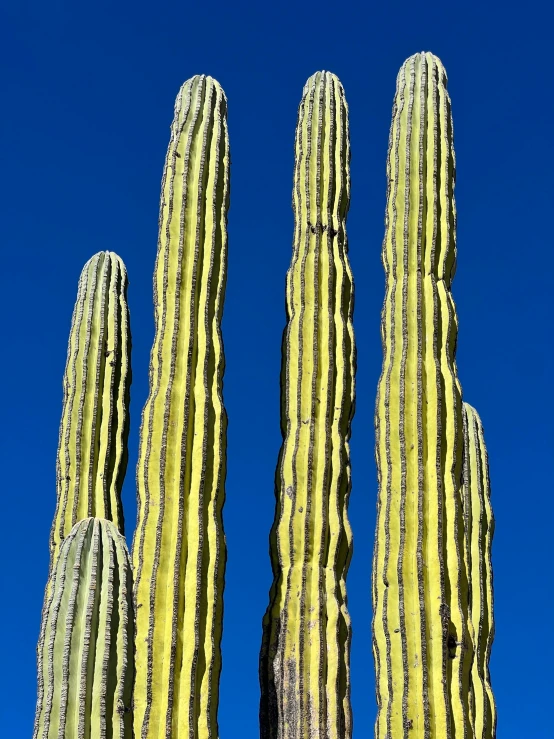 three tall cactus plants growing next to each other