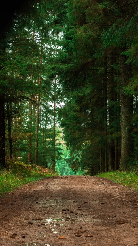 the dirt path in the forest with a stop sign