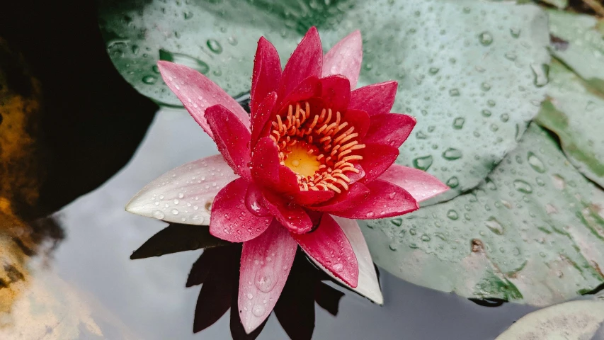 a red water lily on top of green leaves