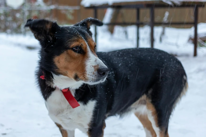 a brown, black and white dog standing in the snow