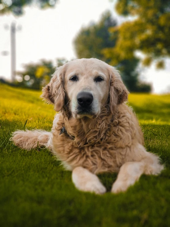 a close up of a dog laying in the grass