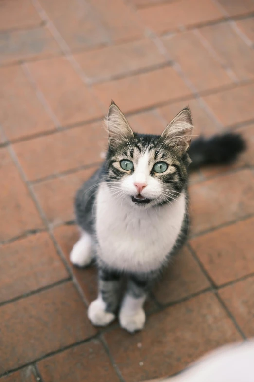 the kitten is sitting on the floor alone