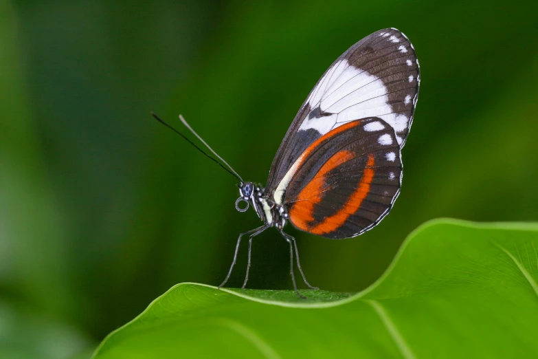 a small brown and white erfly on a green leaf