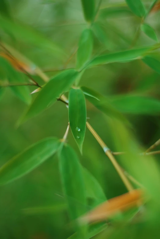 a blurry image of a green leaf with a drop of water on the end