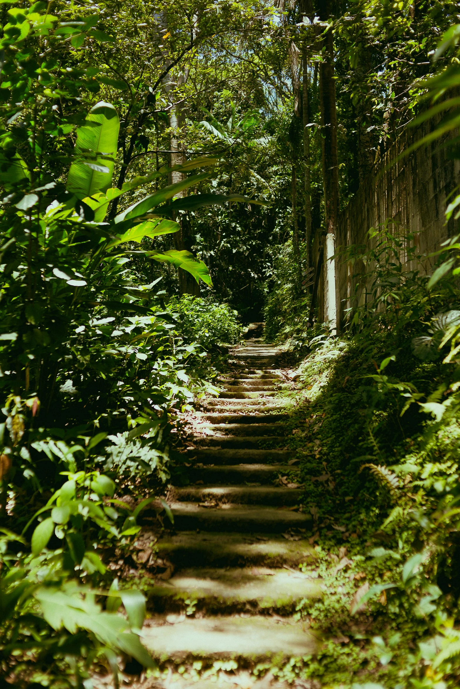 a very wide pathway in the woods with green trees on either side