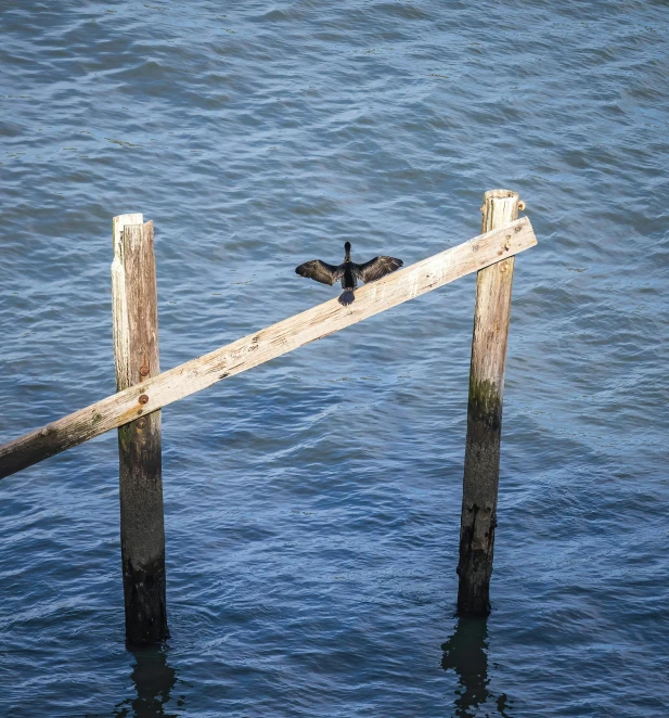 there is a bird sitting on the rail of a pier