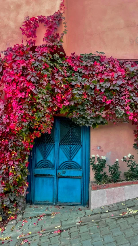 colorful purple flowers grow over a pink wall