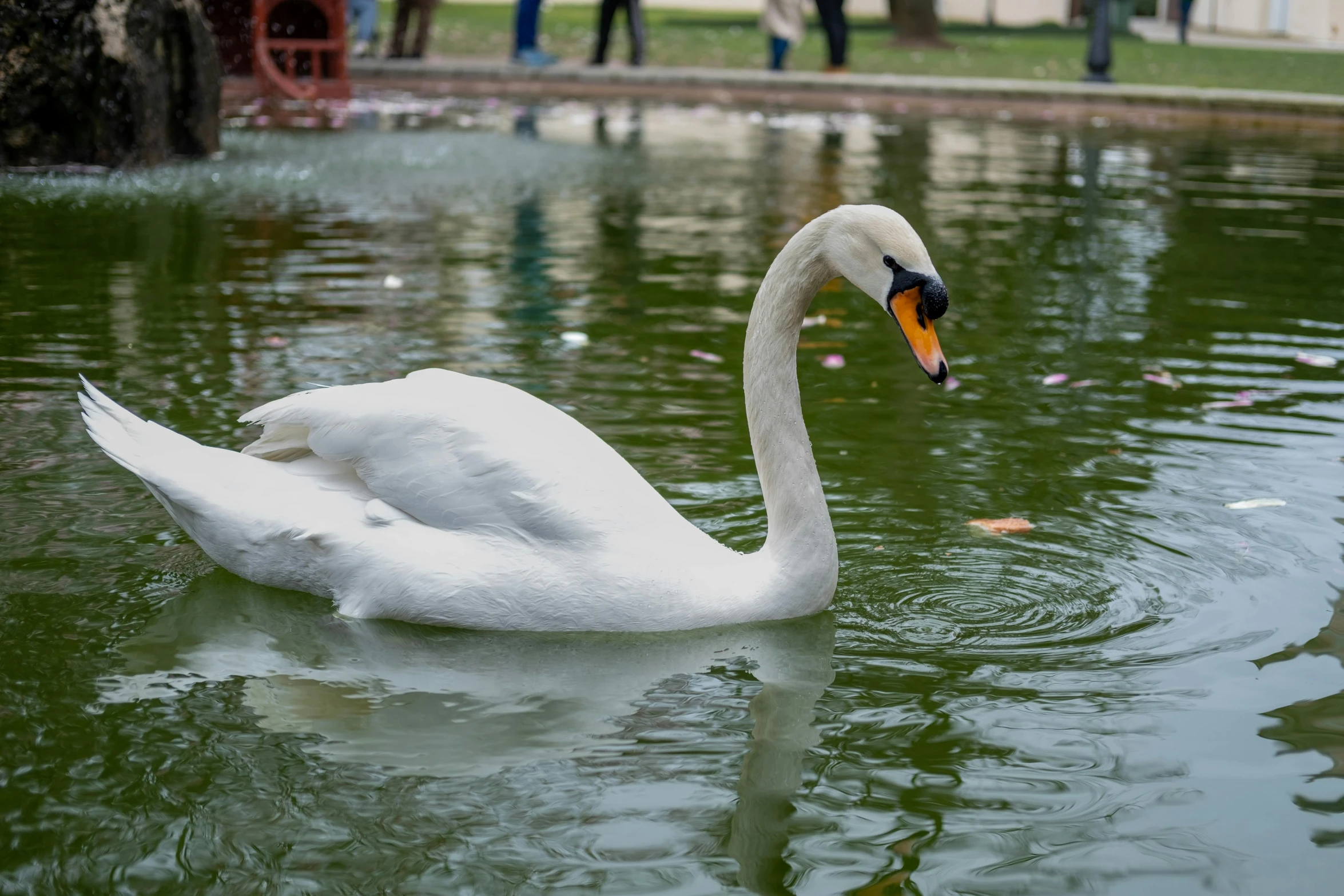 the swan is swimming on the pond, in it's natural habitat