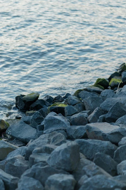 a bird sits on a rock near water