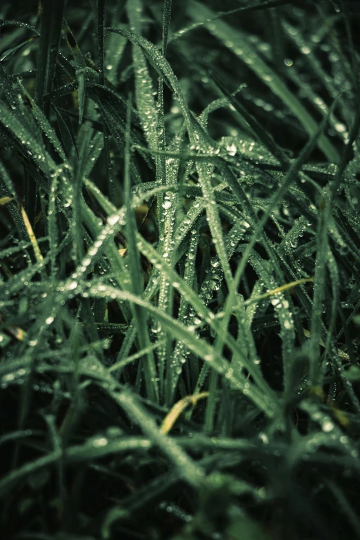 green grass covered in dew from the rain