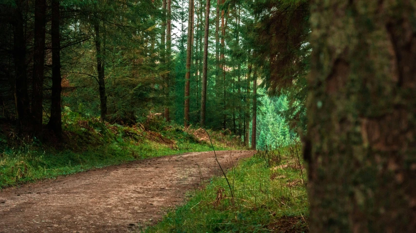 an old dirt road surrounded by lush green trees