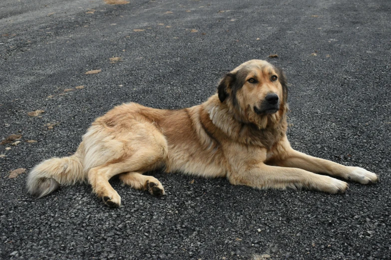 a large brown dog laying on top of gravel