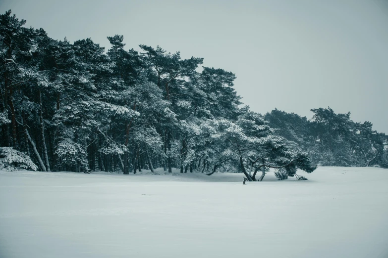 two trees in the snow covered ground