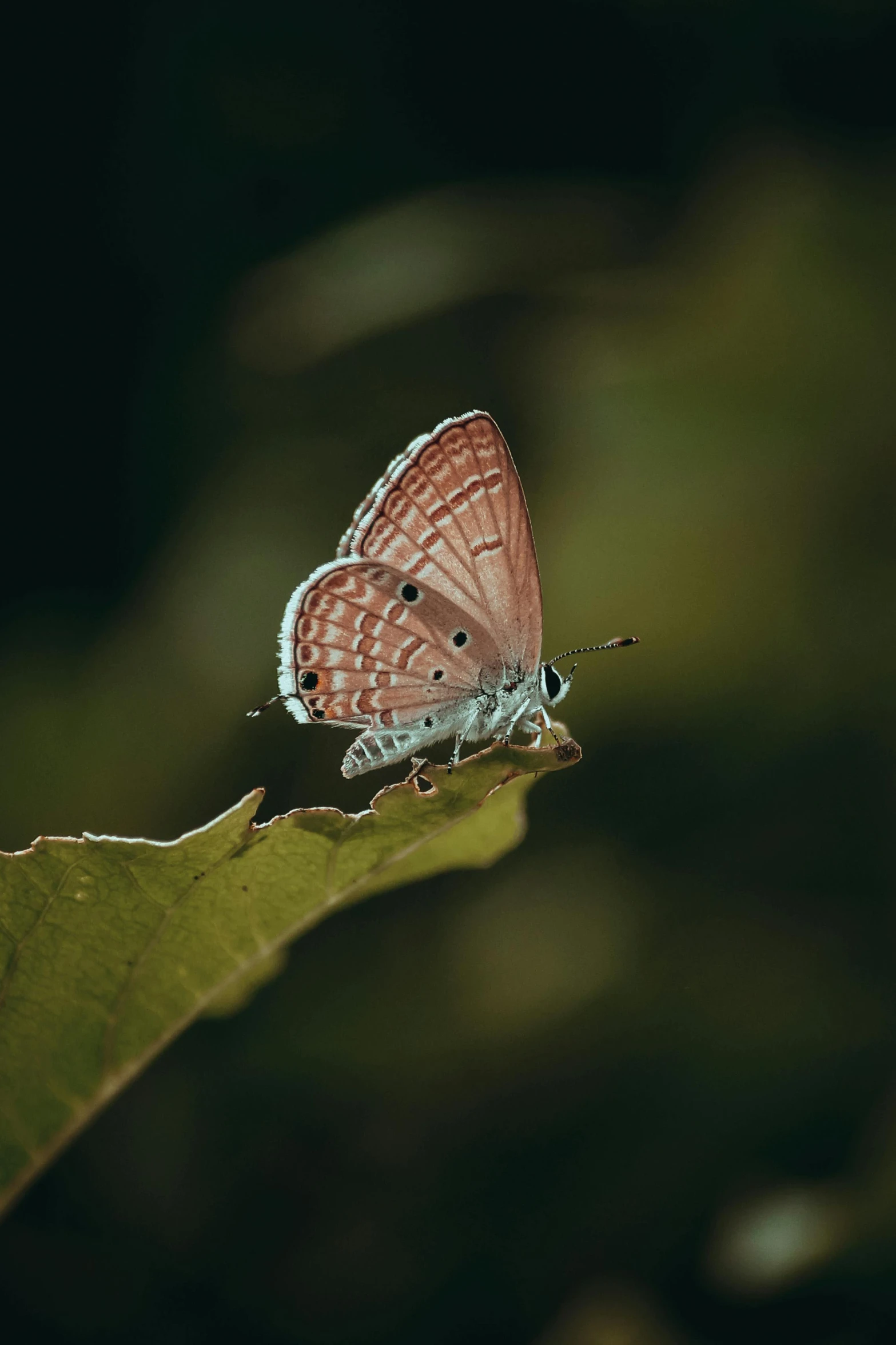 a erfly sits on the end of a leaf