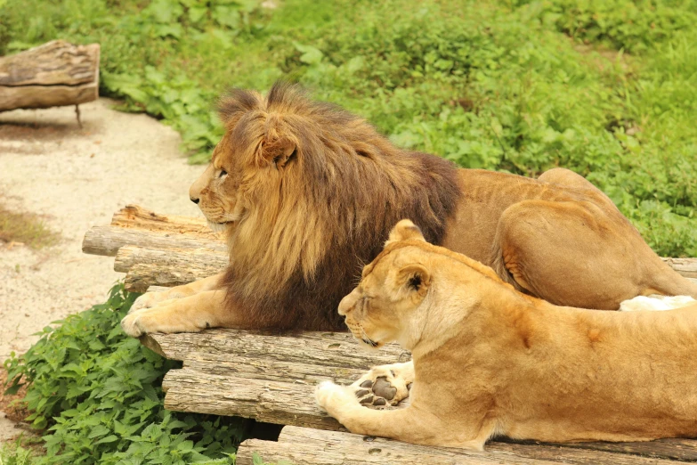 two adult lions laying down on top of log