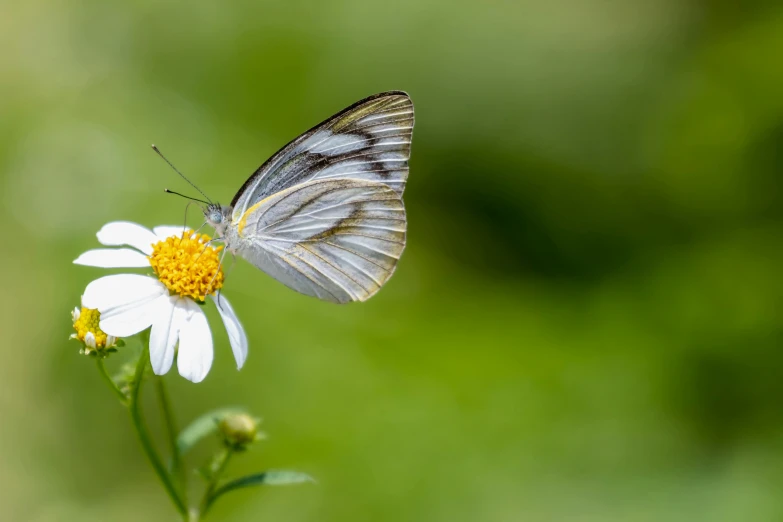 a gray erfly on a daisy flower