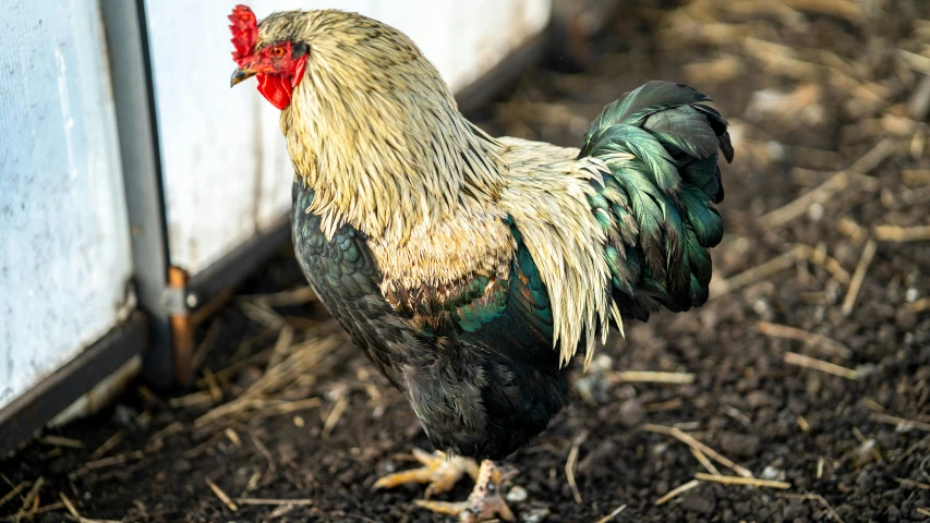 a close up of a rooster near a wall