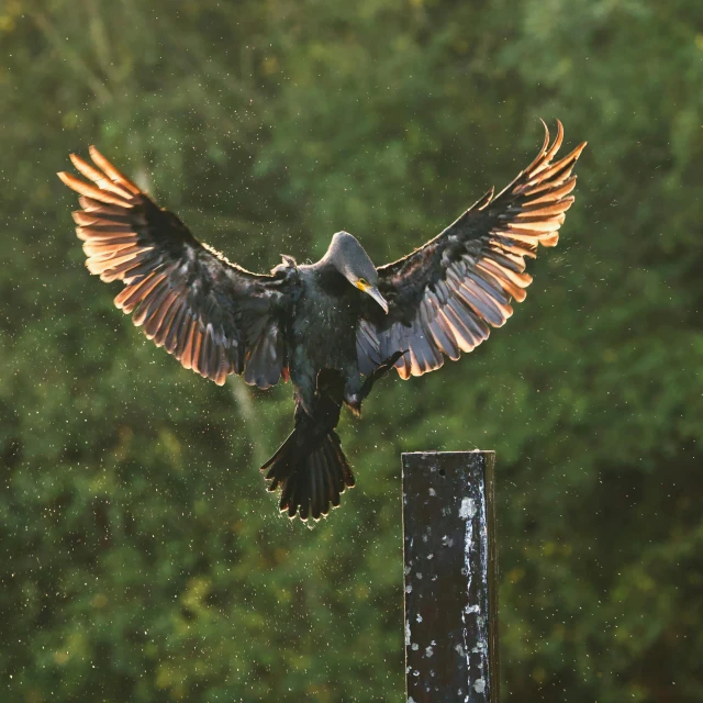 a black bird that is flying over the top of a post