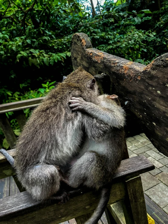 a monkey sitting on a wooden bench in the woods