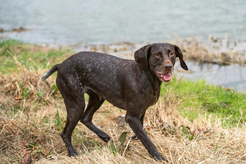 a wet black dog on the shore of a lake
